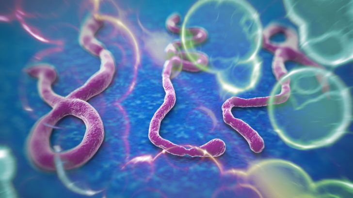 Lee más sobre el artículo Enfermedad por el virus del Ébola,implicaciones de la introducción en las Américas